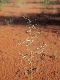 Mediterranean Lovegrass