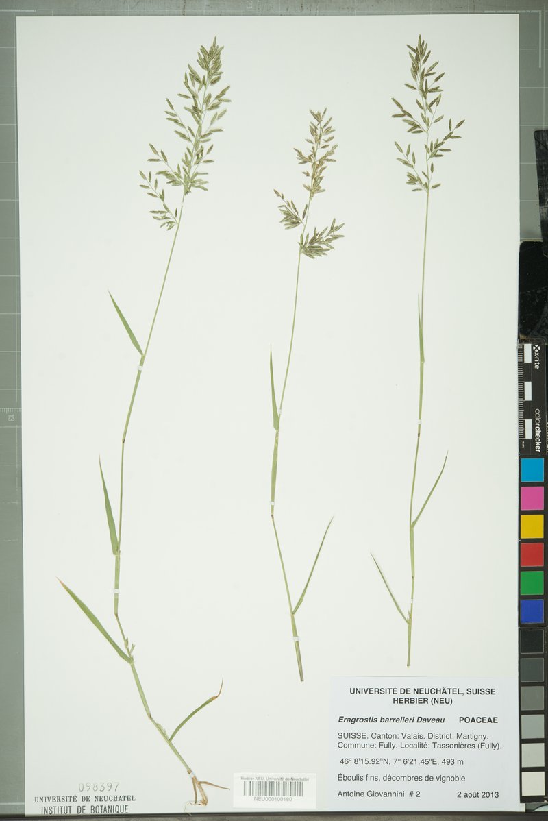 Mediterranean Lovegrass photo 7