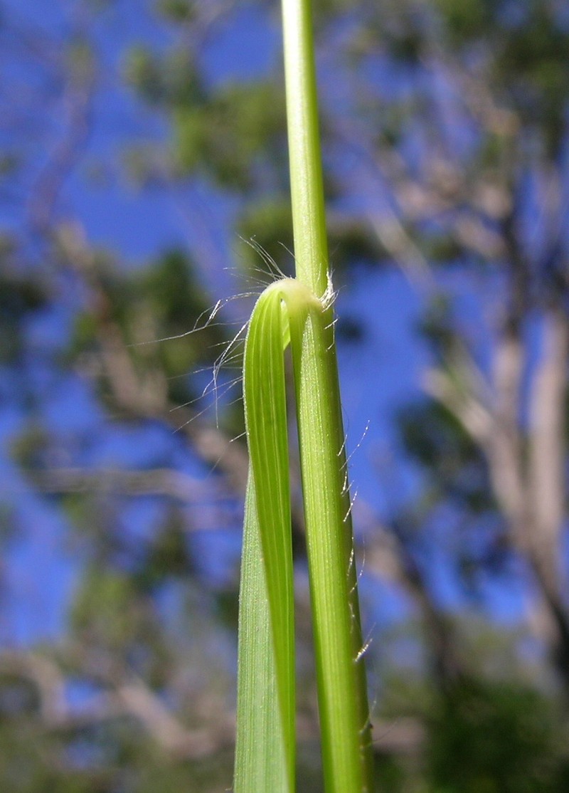 Brown's Lovegrass photo 5
