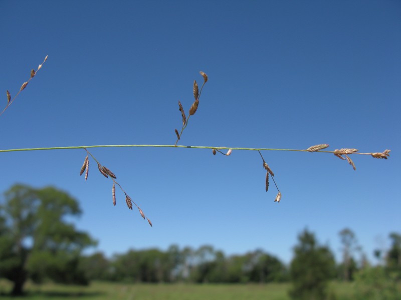 Brown's Lovegrass photo 6
