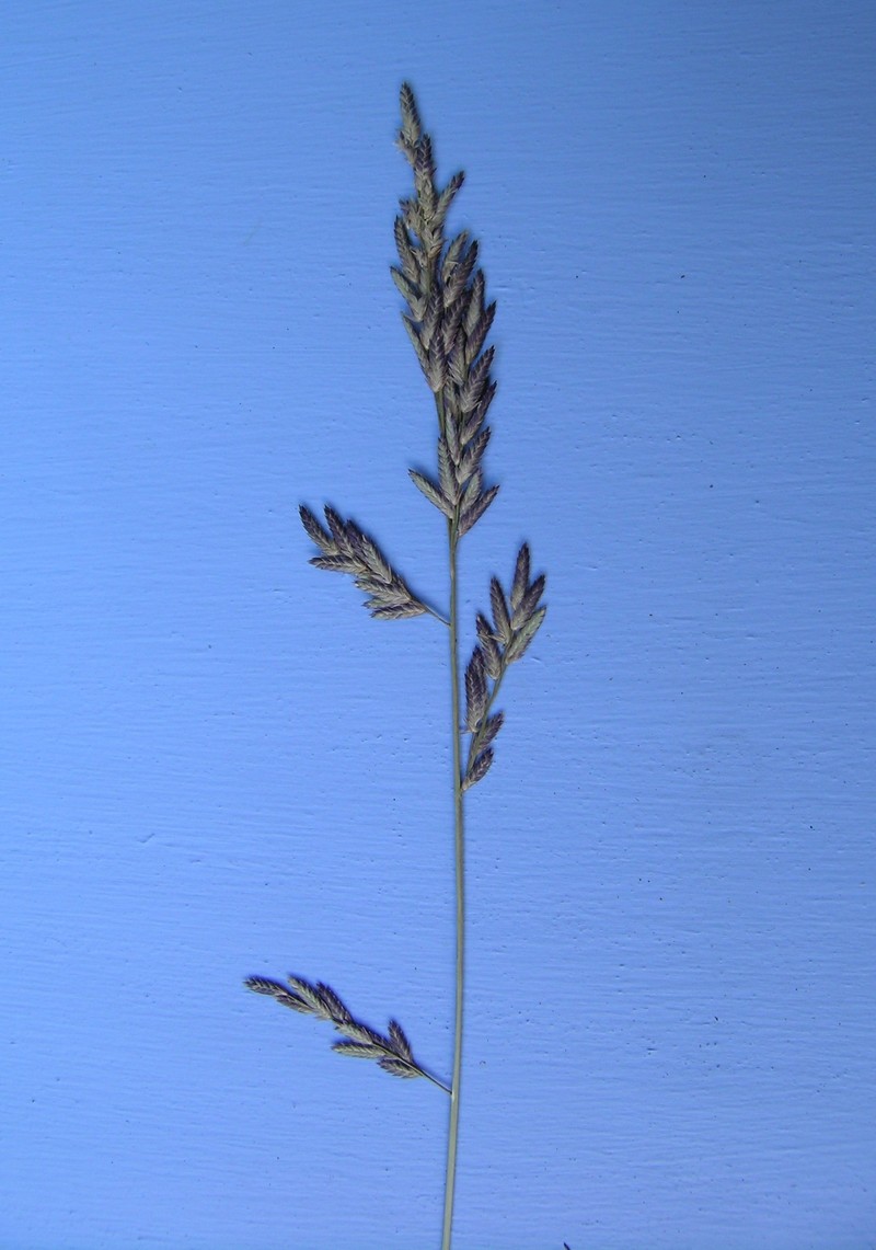 Brown's Lovegrass photo 2