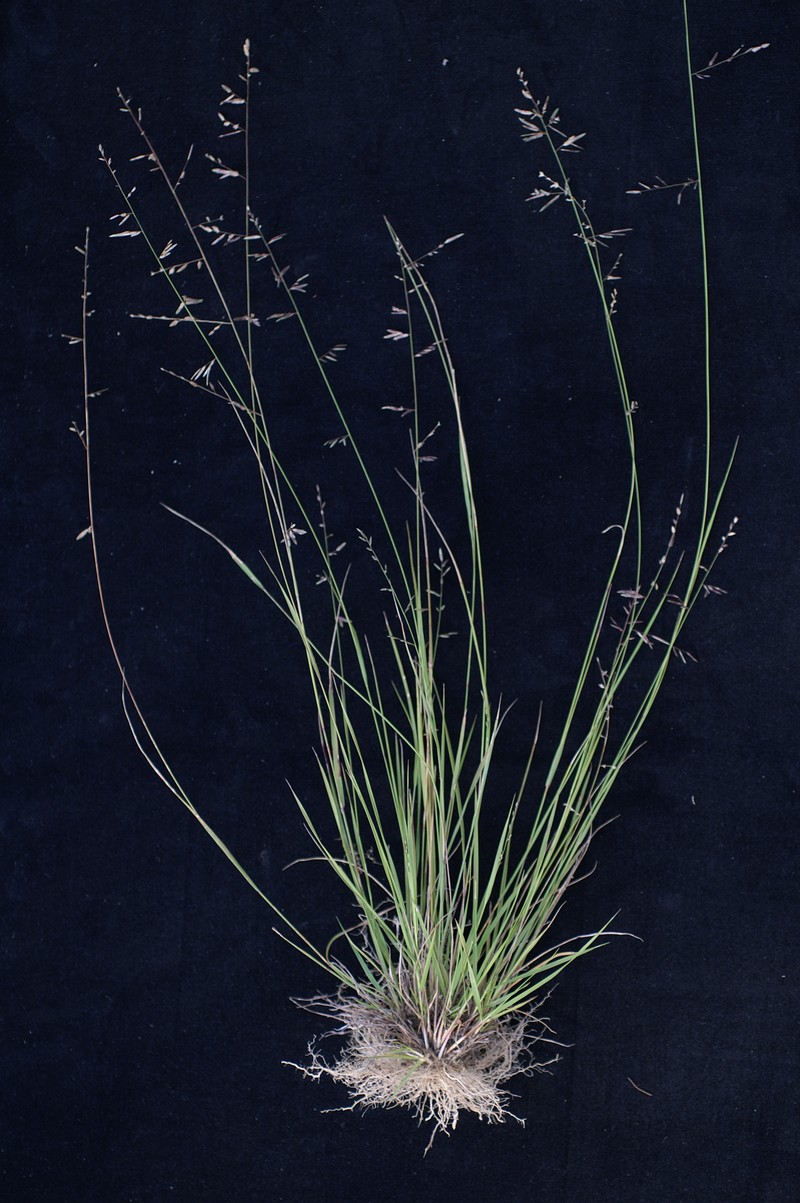 Brown's Lovegrass photo 3