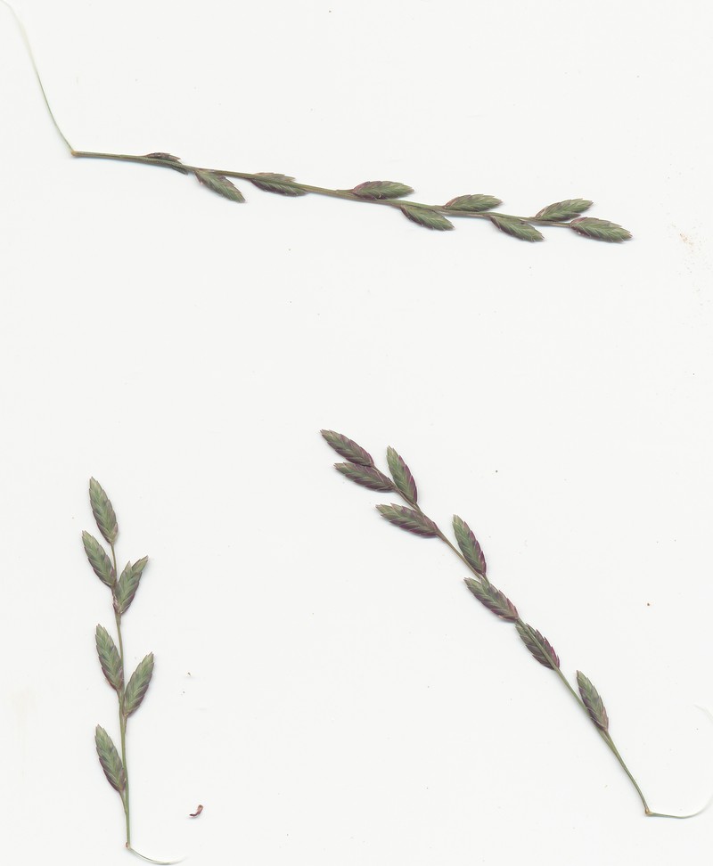 Brown's Lovegrass photo 4