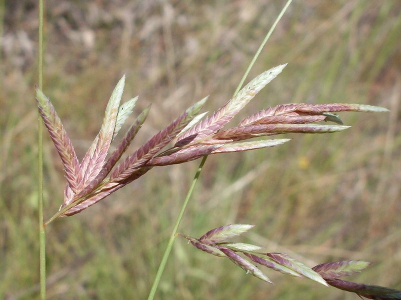 Brown's Lovegrass