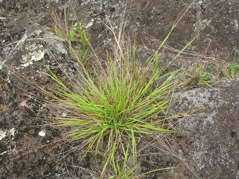 Brown's Lovegrass photo 7