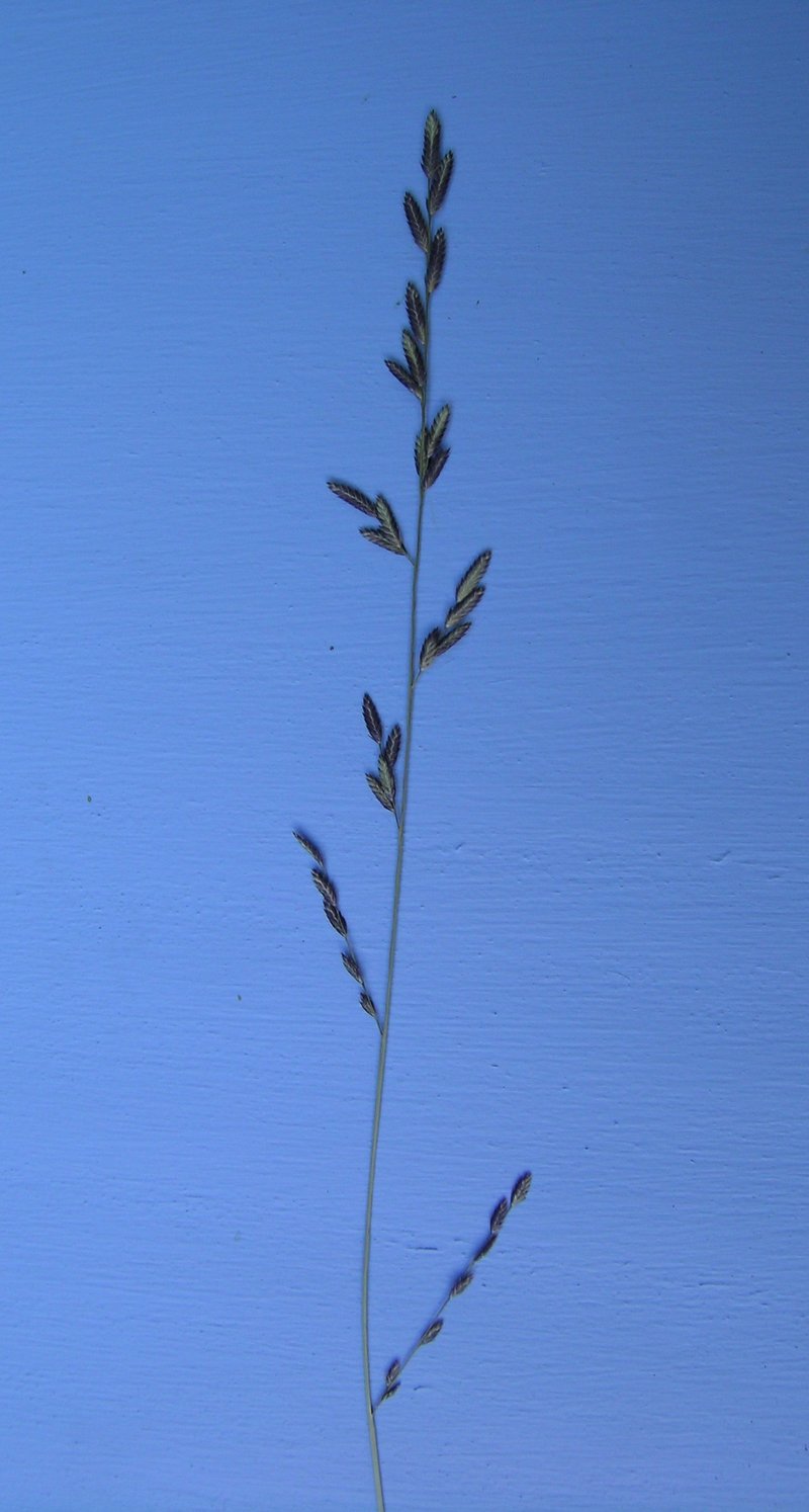 Brown's Lovegrass photo 8