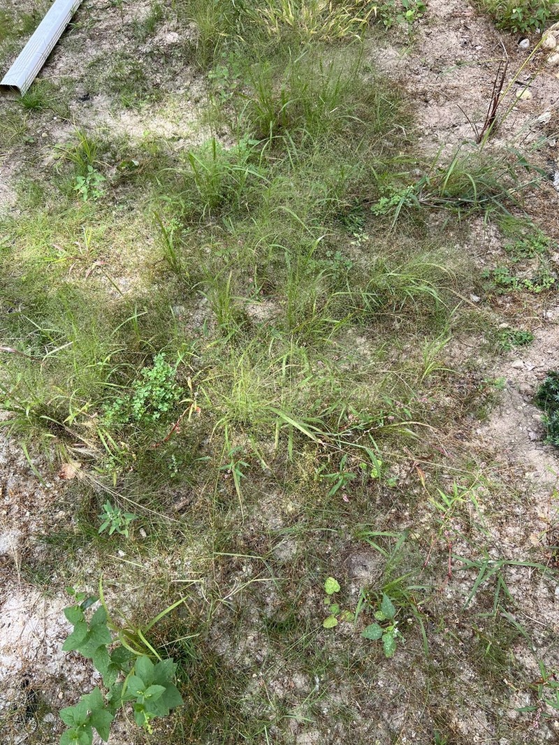 Lace Grass