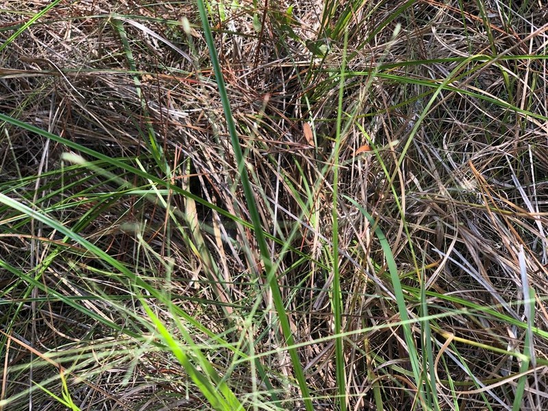 Lace Grass photo 4