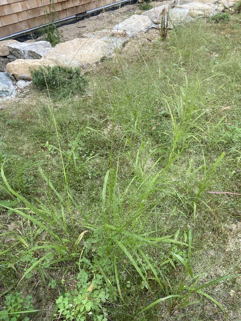 Lace Grass photo 5