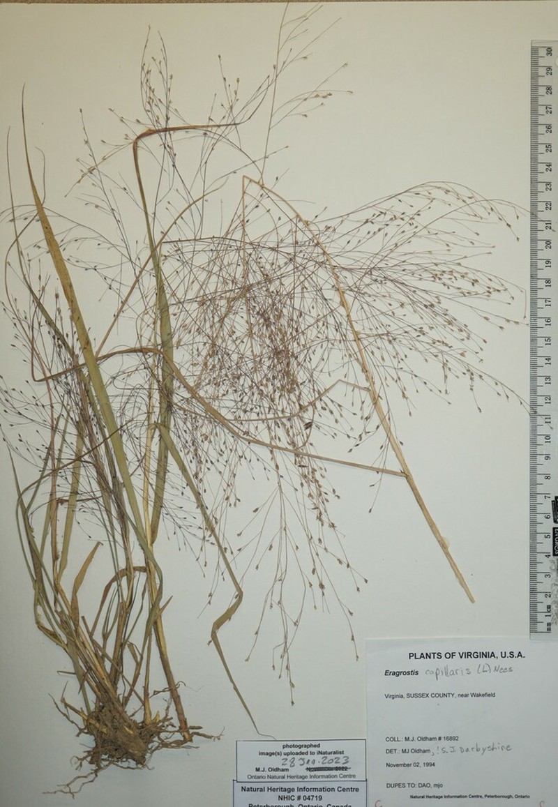 Lace Grass photo 6