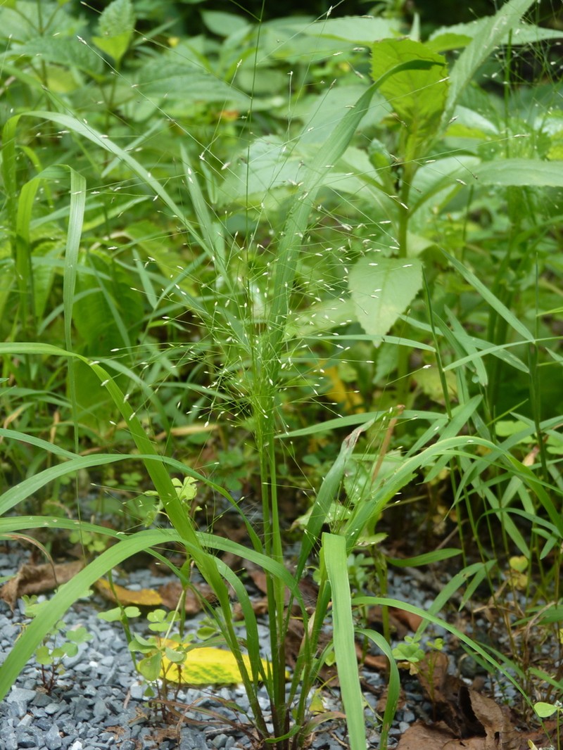 Lace Grass photo 7