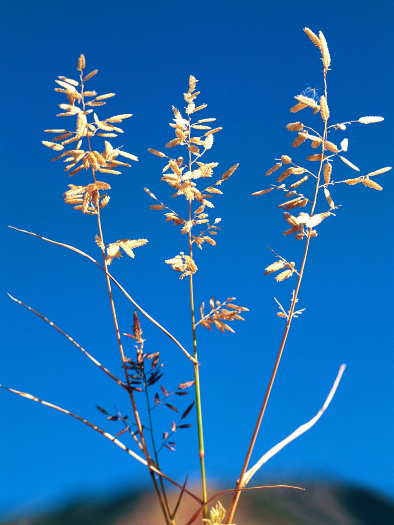 Stinkgrass photo 2
