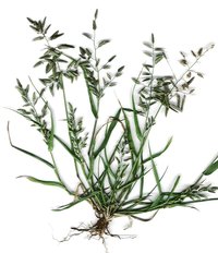 Stinkgrass