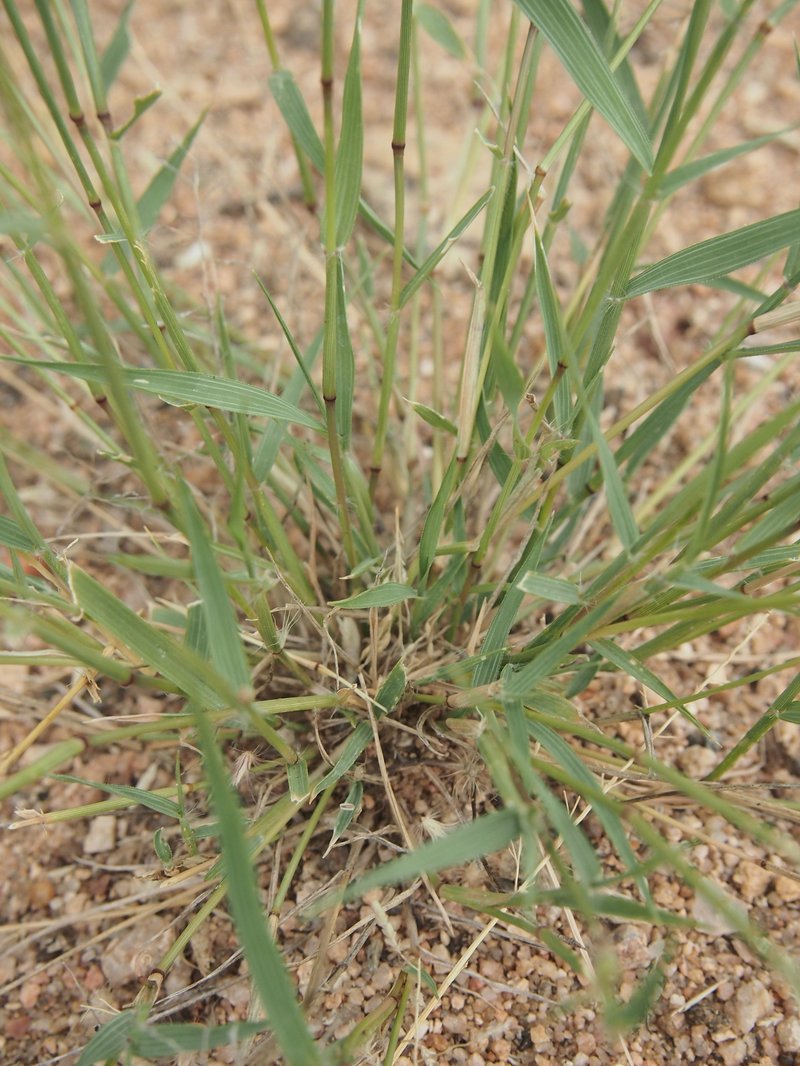 Stinkgrass photo 4