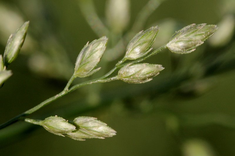 Stinkgrass photo 5