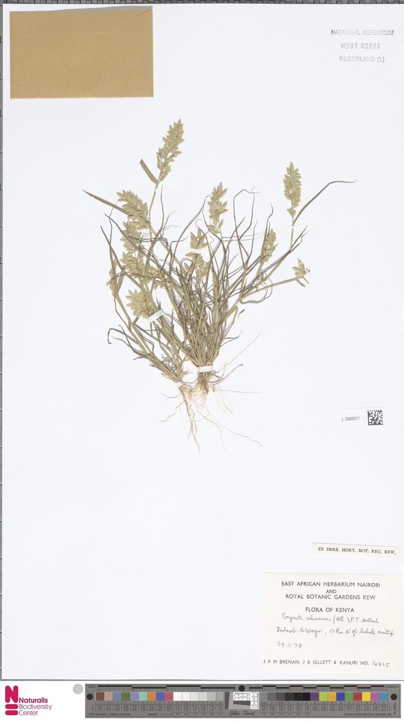 Stinkgrass photo 6