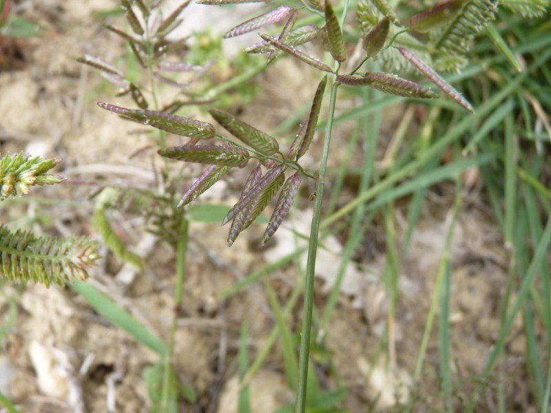 Stinkgrass photo 7