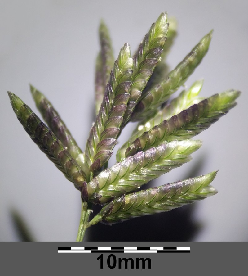 Stinkgrass photo 8