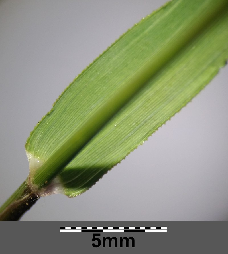 Stinkgrass photo 9