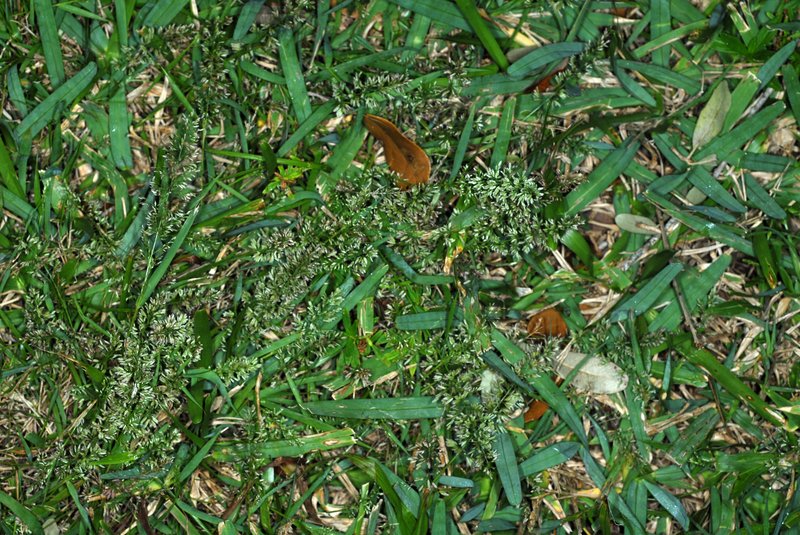 Gophertail Lovegrass photo 2