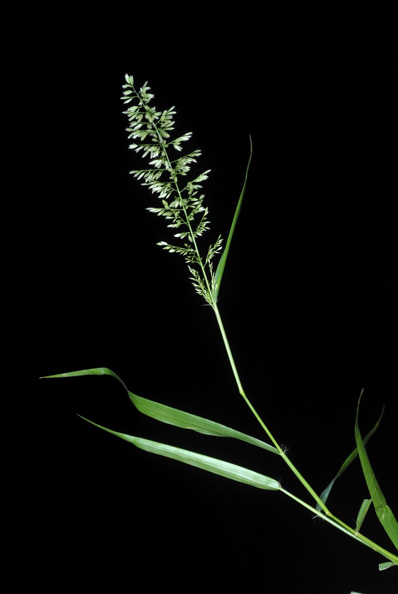 Gophertail Lovegrass photo 3
