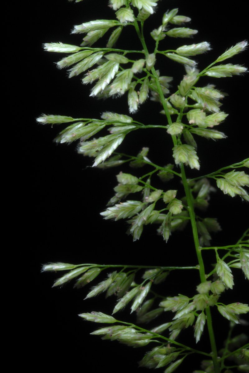 Gophertail Lovegrass photo 4
