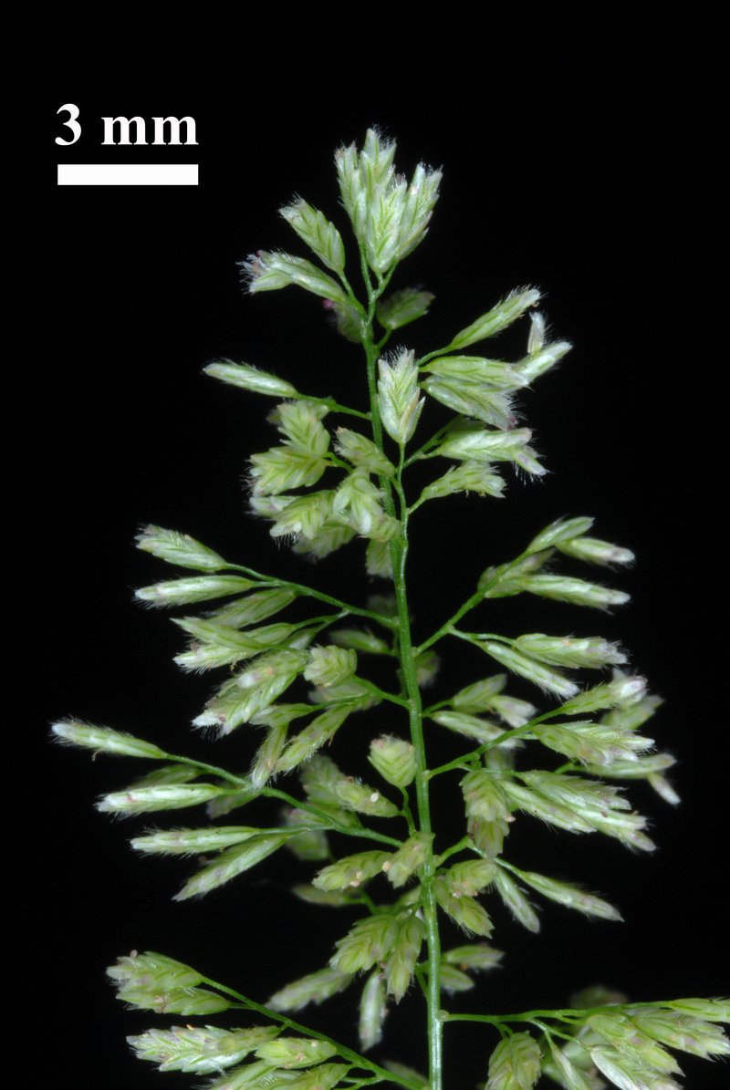 Gophertail Lovegrass photo 5