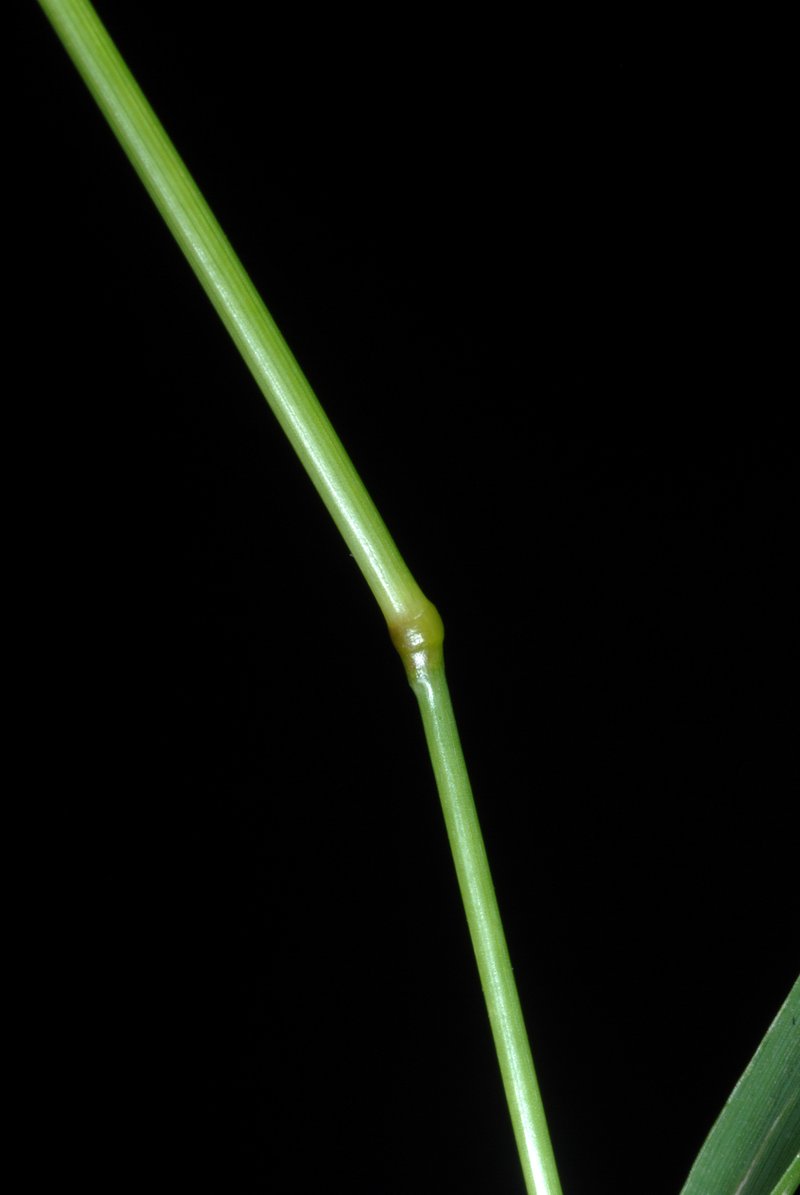 Gophertail Lovegrass