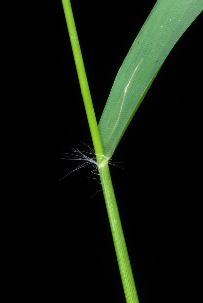 Gophertail Lovegrass photo 6