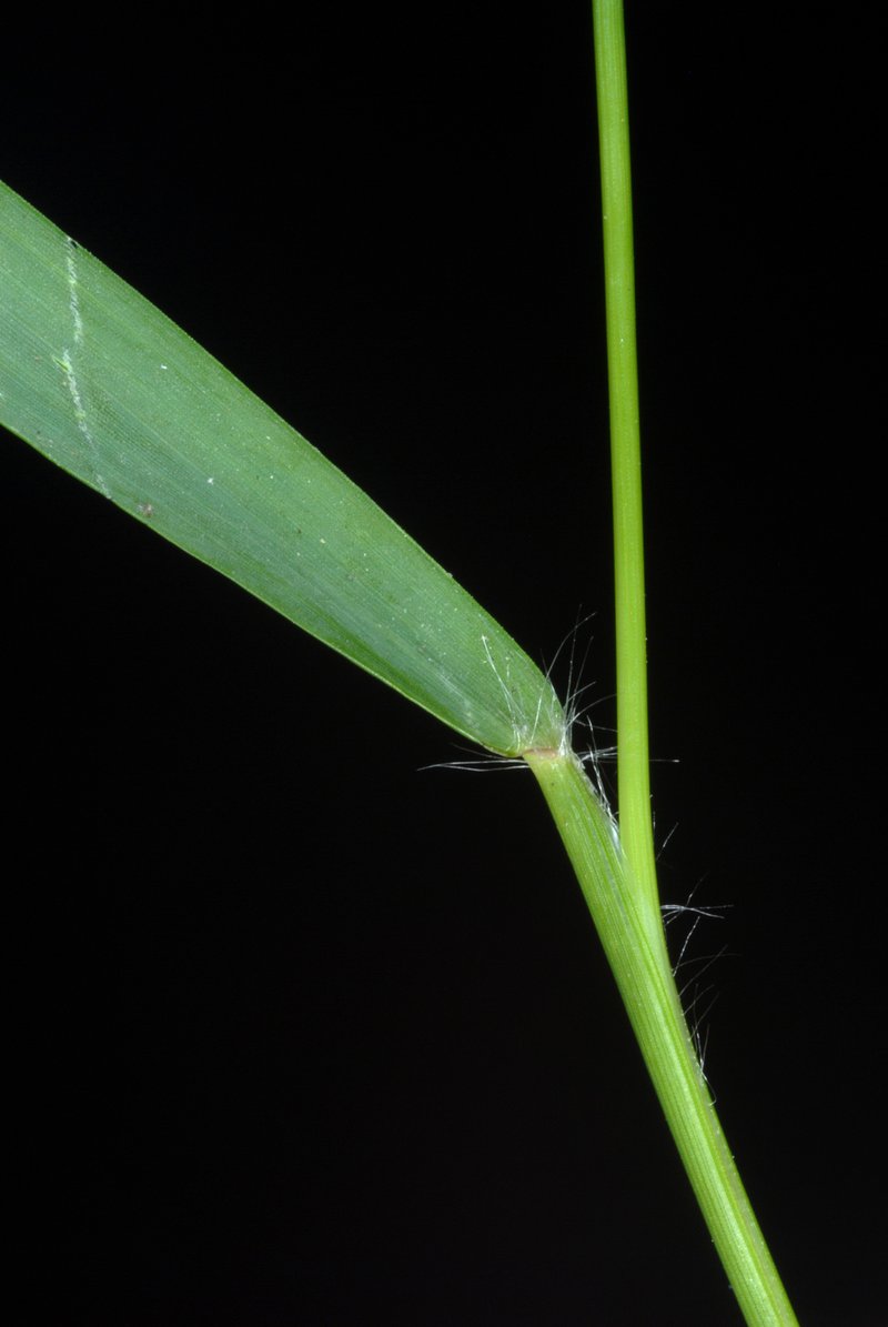 Gophertail Lovegrass photo 7