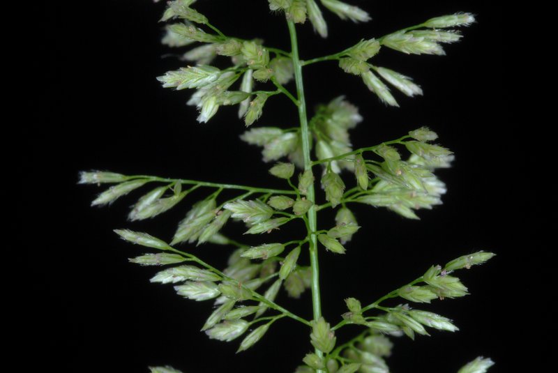 Gophertail Lovegrass photo 8
