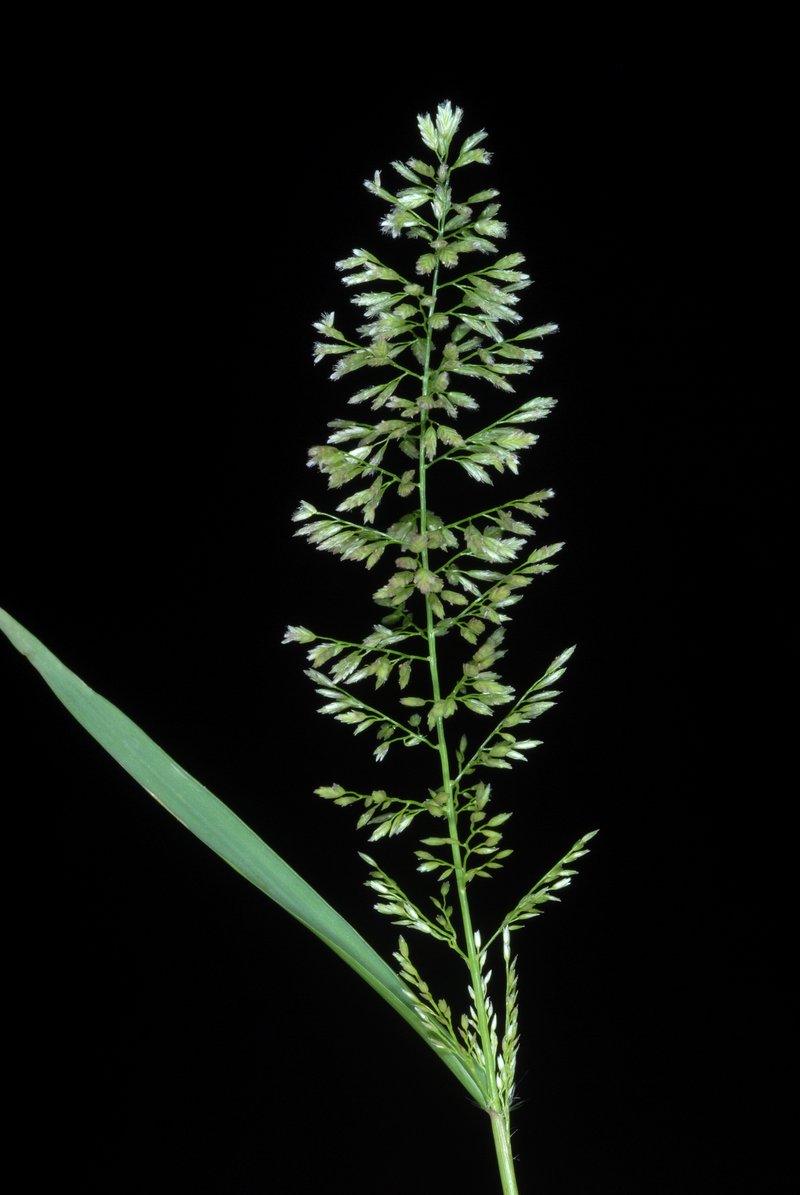 Gophertail Lovegrass photo 9