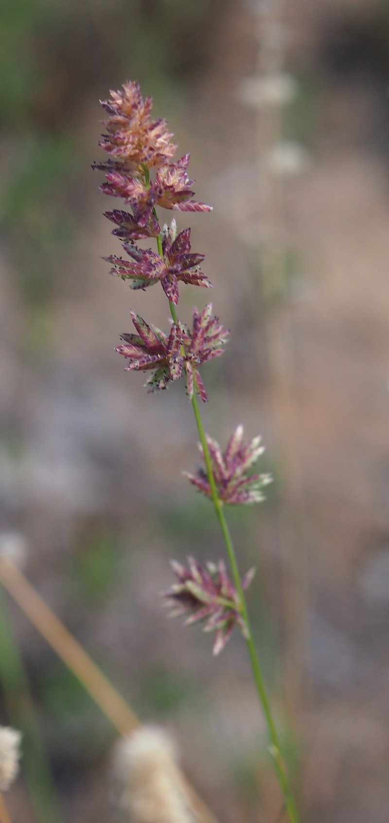 Cuming's Lovegrass photo 3