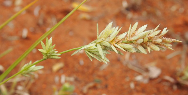 Cuming's Lovegrass photo 4