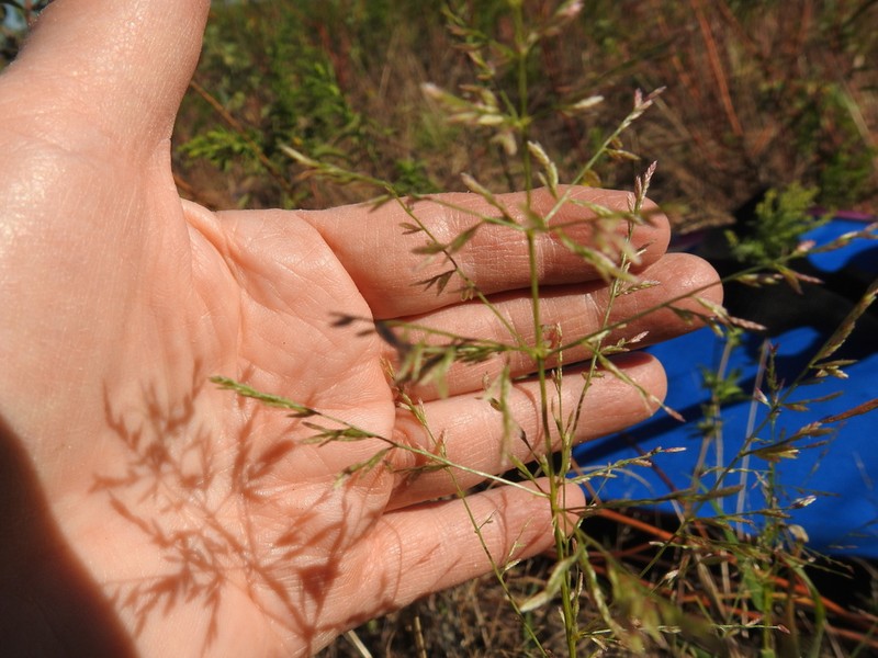Gummy Lovegrass photo 2
