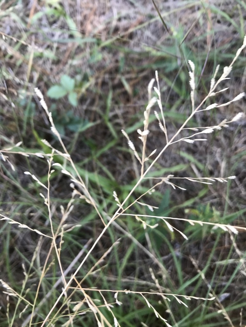Gummy Lovegrass photo 3