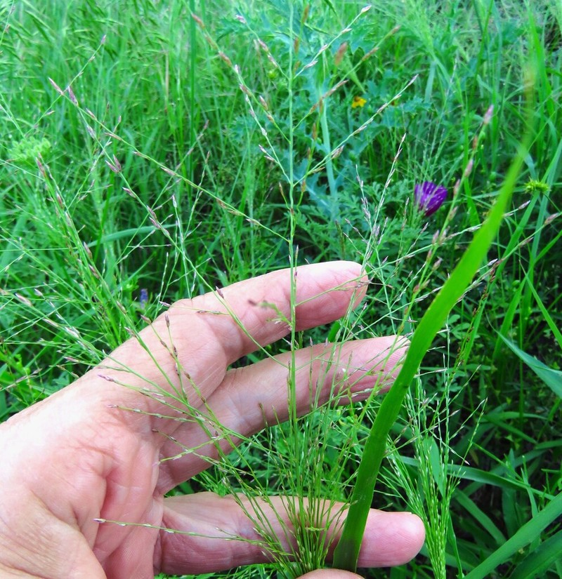 Gummy Lovegrass photo 5