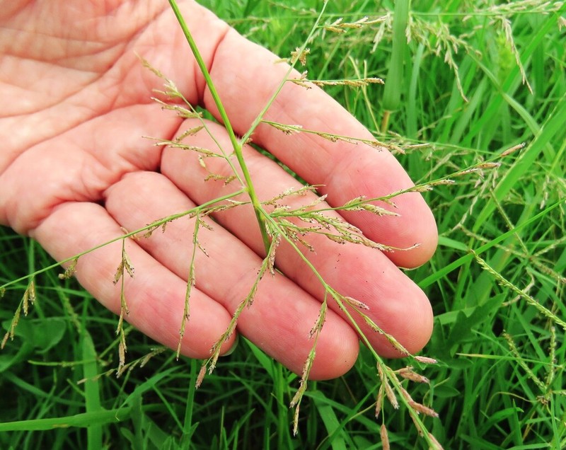 Gummy Lovegrass photo 7