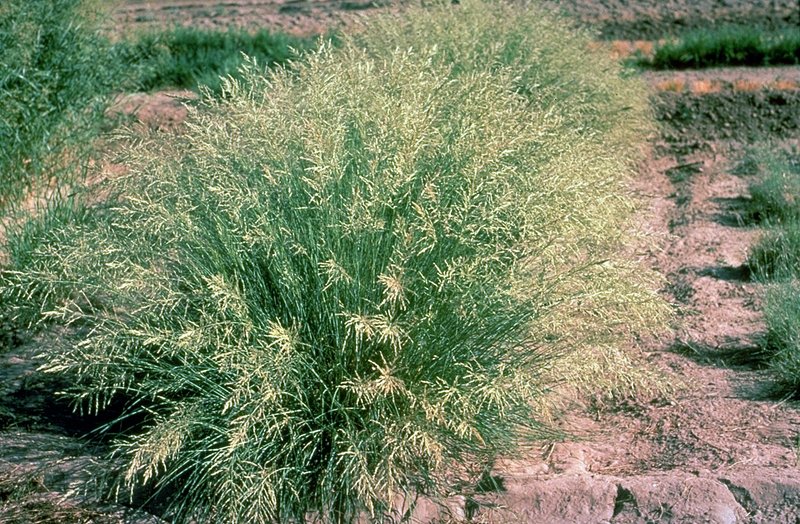 Weeping Lovegrass photo 2