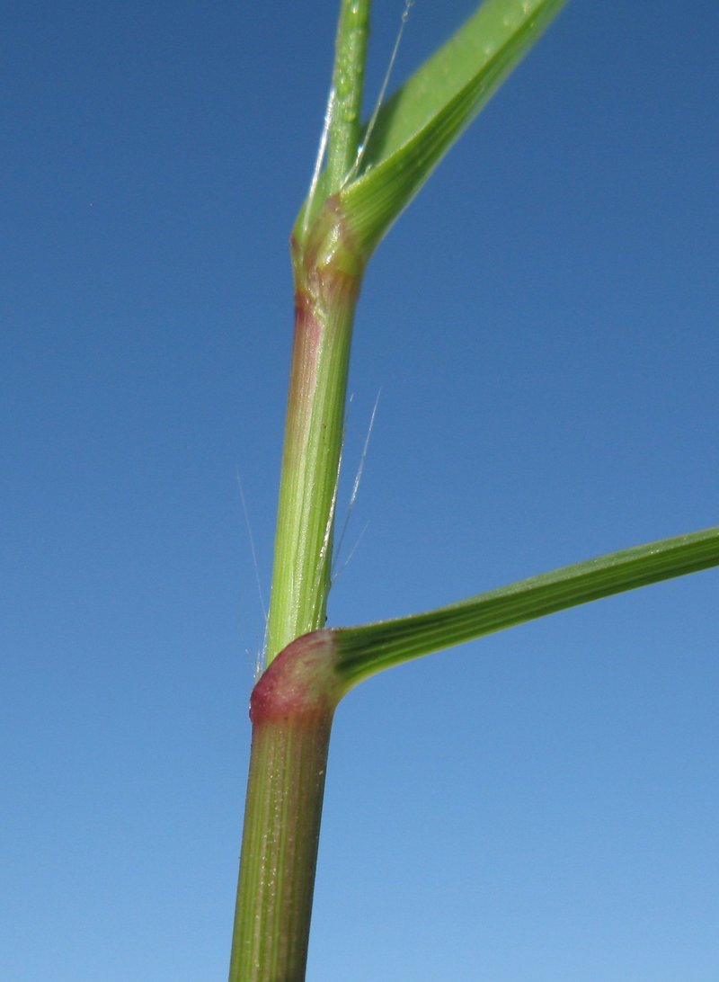 Weeping Lovegrass photo 3