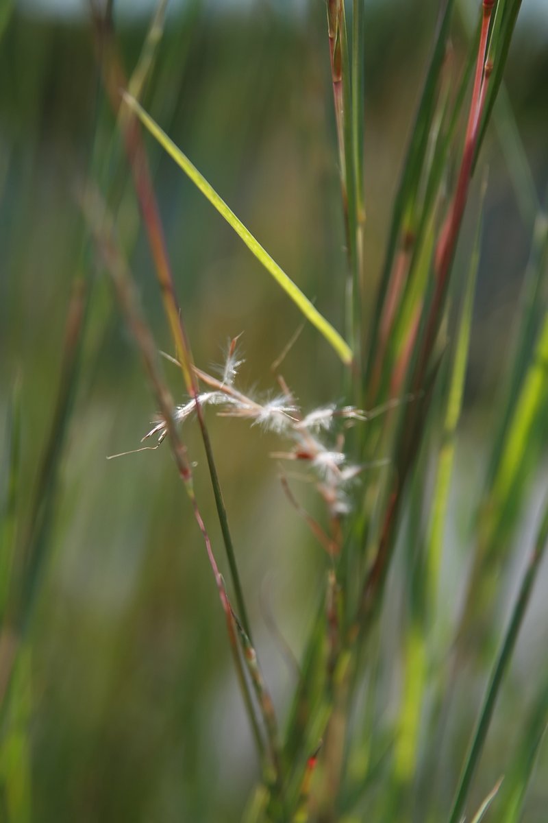 Weeping Lovegrass photo 4