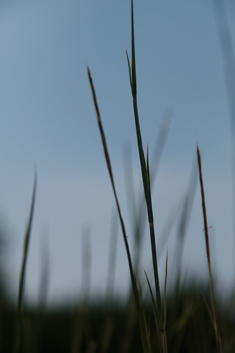 Weeping Lovegrass photo 5