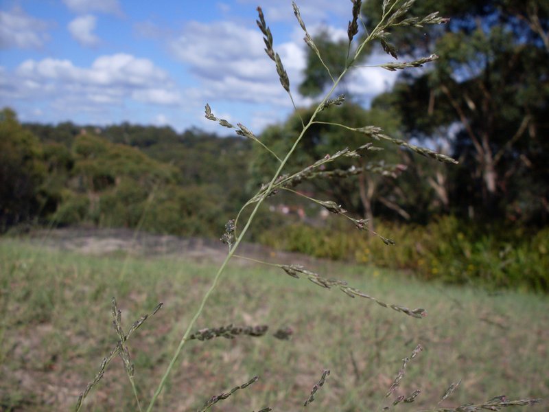 Weeping Lovegrass photo 6