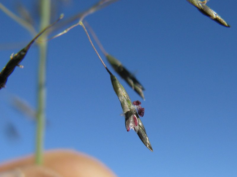 Weeping Lovegrass photo 7