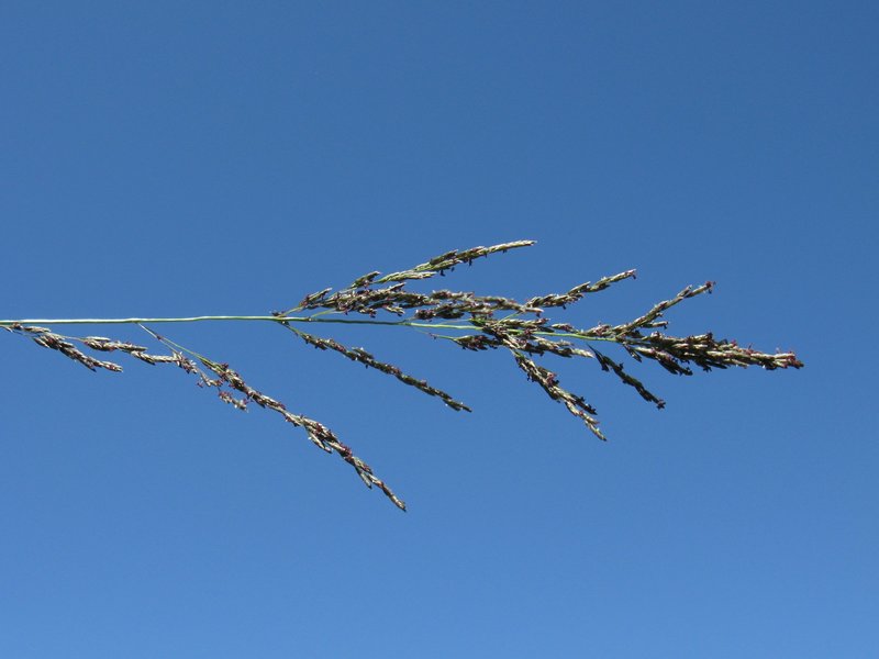 Weeping Lovegrass photo 8