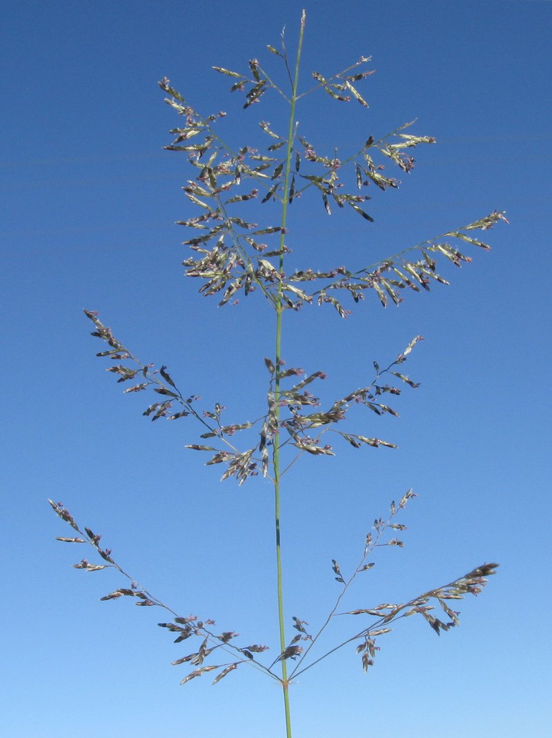 Cylinderflower Lovegrass photo 3