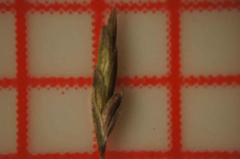 Cylinderflower Lovegrass photo 5