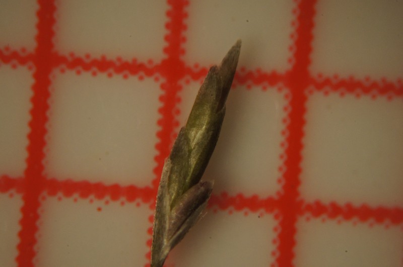 Cylinderflower Lovegrass photo 10