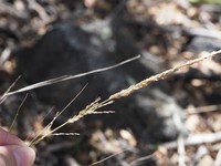 Pacific Lovegrass