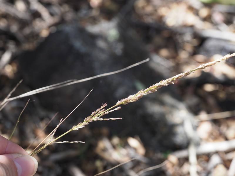 Pacific Lovegrass